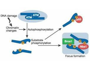 ATM authophosphorylation. ATM authophosphorylation.