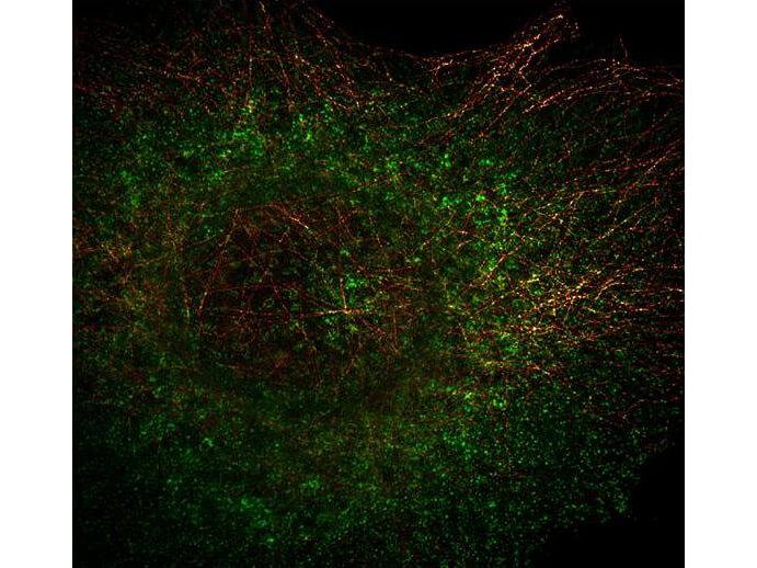 Rockland Anti tubulin Monoclonal antibody-Immunofluorescence
