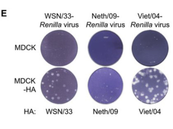 Plaque formation assay of Anti-H5N1 Antibody Plaque formation assay of Anti-H5N1 Antibody