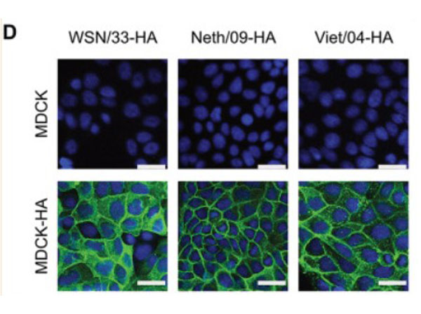 Immunofluorescence of Anti-H5N1 Antibody Immunofluorescence of Anti-H5N1 Antibody