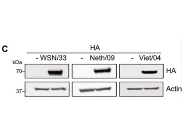 Western Blot of Anti-H5N1 Antibody Western Blot of Anti-H5N1 Antibody
