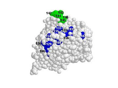 Rockland anti H5N1 antibody Rockland anti H5N1 antibody