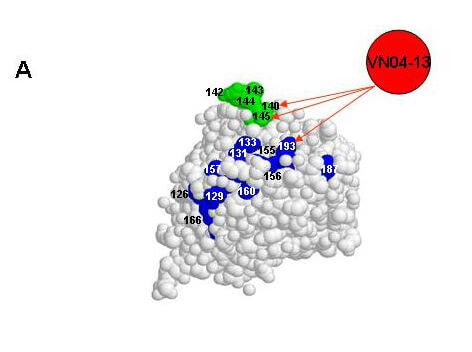 Rockland anti H5N1 antibody Rockland anti H5N1 antibody