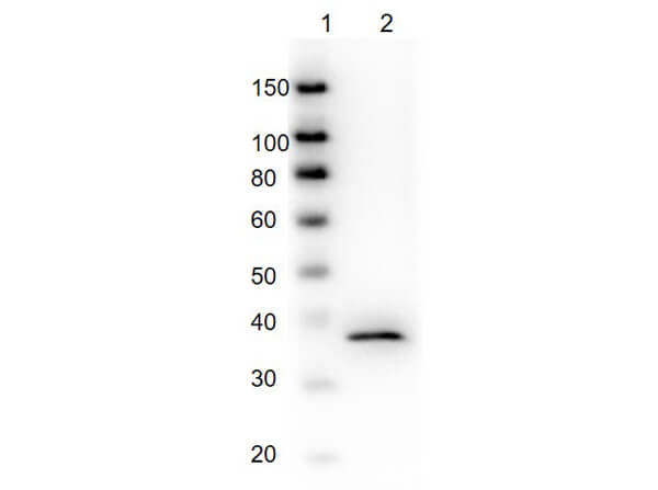 Western Blot of Mouse Anti-GAPDH Antibody Western Blot of Mouse Anti-GAPDH Antibody