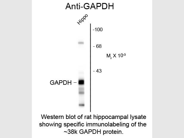 Western Blot of Anti-Glyceraldehyde-3-Phosphate Dehydrogenase (GAPDH) Antibody - 200-301-A33 Western Blot of Anti-Glyceraldehyde-3-Phosphate Dehydrogenase (GAPDH) Antibody - 200-301-A33