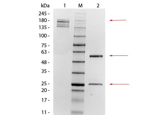 Mesothelin Monoclonal Antibody - SDS-PAGE Mesothelin Monoclonal Antibody - SDS-PAGE