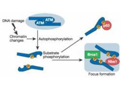 PTH - ATM Protein Kinase pS1981 Antibody Peroxidase Conjugated PTH - ATM Protein Kinase pS1981 Antibody Peroxidase Conjugated