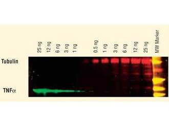 Two-color Western Blot - TNFα and Tubulin Two-color Western Blot - TNFα and Tubulin