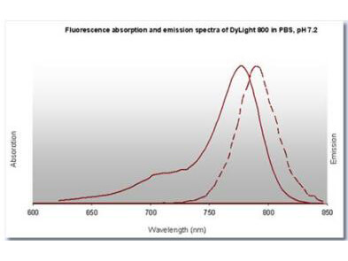 DyLight™ 800 Fluorescence Spectra. DyLight™ 800 Fluorescence Spectra.