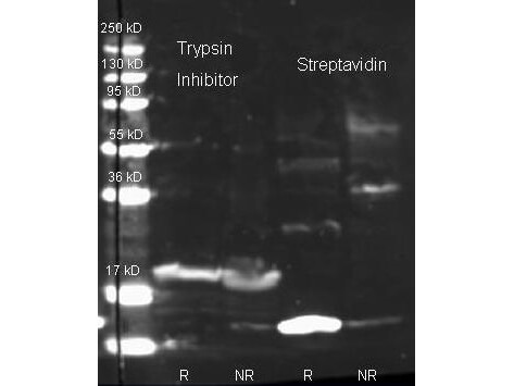Anti Streptavidin Polyclonal Antibody-Western Blot Anti Streptavidin Polyclonal Antibody-Western Blot
