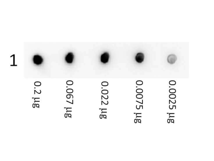 Rabbit Anti Streptavidin Antibody – Dot Blot Rabbit Anti Streptavidin Antibody – Dot Blot