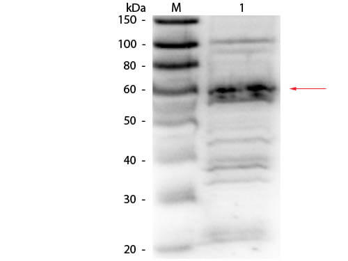 RFX5 Antibody - Western Blot RFX5 Antibody - Western Blot