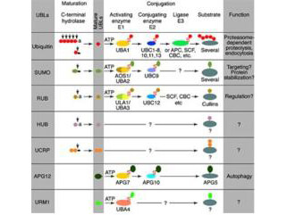 Conjugation pathways for ubiquitin and ubiquitin-like modifiers (UBLs). Conjugation pathways for ubiquitin and ubiquitin-like modifiers (UBLs).