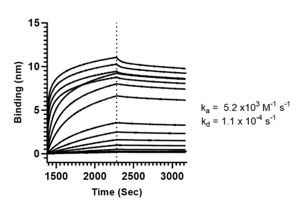 Binding mode and kinetic analysis of Anti-SARS-CoV Nucleocapsid Binding mode and kinetic analysis of Anti-SARS-CoV Nucleocapsid