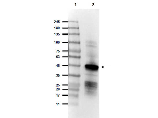 Western Blot of Rabbit Anti-SARS CoV Nucleocapsid (N) Protein Antibody Western Blot of Rabbit Anti-SARS CoV Nucleocapsid (N) Protein Antibody