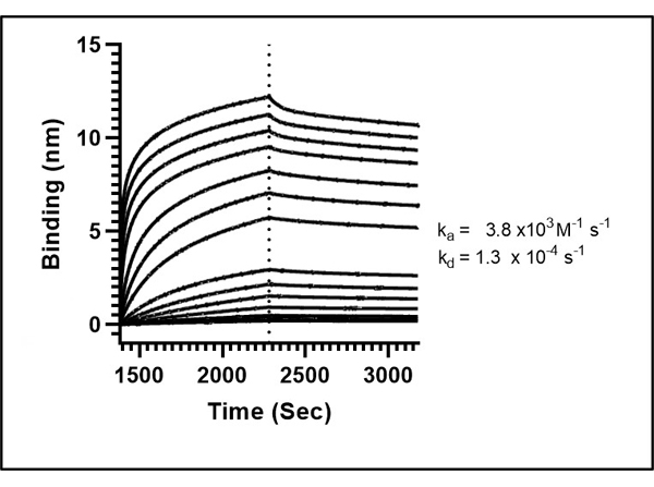 Fitting of Kinetic Data of Anti-SARS Cov-2 Nucleocapsid Fitting of Kinetic Data of Anti-SARS Cov-2 Nucleocapsid
