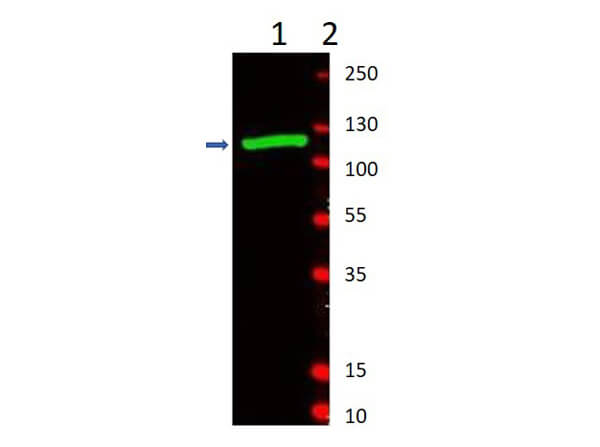 Anti-b-Gala Antibody - Western Blot Anti-b-Gala Antibody - Western Blot