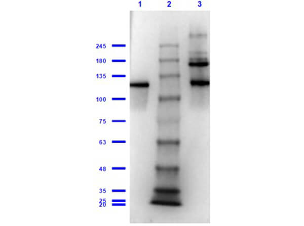 Western Blot of Anti-b-Gala Antibody Western Blot of Anti-b-Gala Antibody