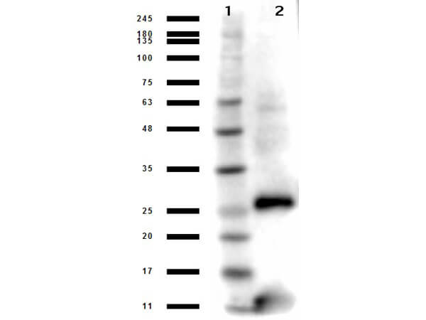 Western Blot of Anti-Streptavidin Antibody Western Blot of Anti-Streptavidin Antibody
