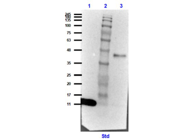 Streptavidin Antibody