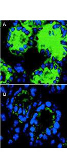 Anti-Mouse IL-18 Antibody - Immunofluorescence microscopy Anti-Mouse IL-18 Antibody - Immunofluorescence microscopy