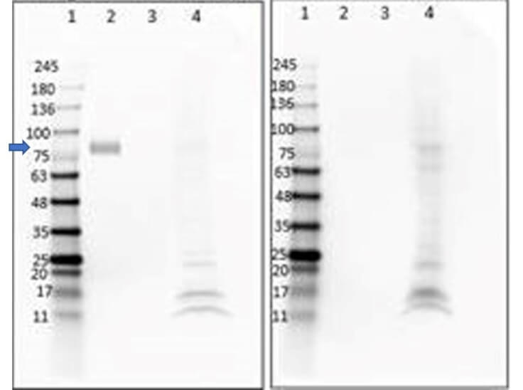 Western Blot of Anti-DIG (VHH) Single Domain Antibody Western Blot of Anti-DIG (VHH) Single Domain Antibody