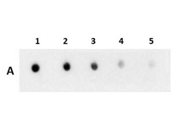 Dot Blot of Anti-GST (VHH) Single Domain Antibody Dot Blot of Anti-GST (VHH) Single Domain Antibody