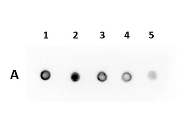 Dot Blot of Anti-RFP (VhH) Single Domain Antibody Dot Blot of Anti-RFP (VhH) Single Domain Antibody
