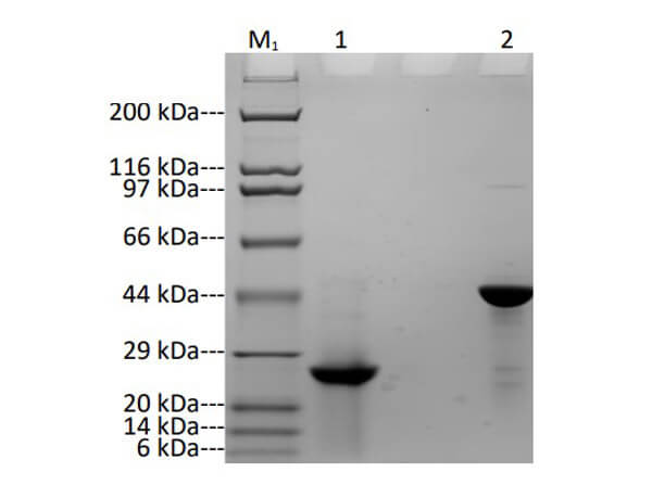 SDS-PAGE Results of Humanized Recombinant Anti-Human CTLA4 Fab Fragment Antibody SDS-PAGE Results of Humanized Recombinant Anti-Human CTLA4 Fab Fragment Antibody