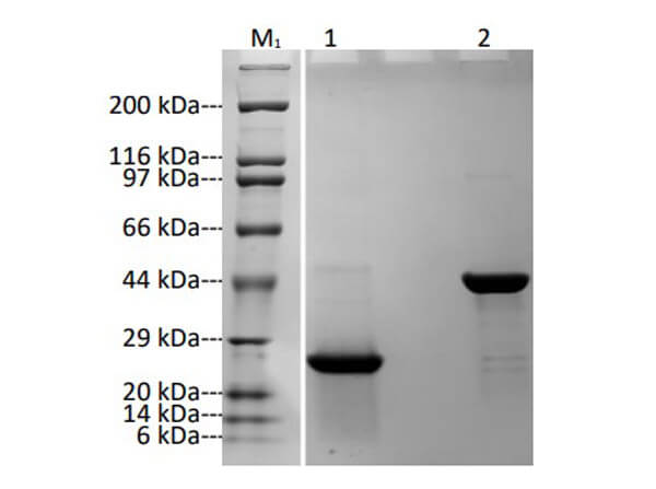 SDS-PAGE Results of Humanized Recombinant Anti-Human TNFα Fab Fragment Antibody SDS-PAGE Results of Humanized Recombinant Anti-Human TNFα Fab Fragment Antibody