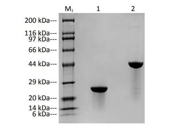 SDS-PAGE Results of Humanized Recombinant Anti-Human VEGF-A Fab Fragment Antibody SDS-PAGE Results of Humanized Recombinant Anti-Human VEGF-A Fab Fragment Antibody