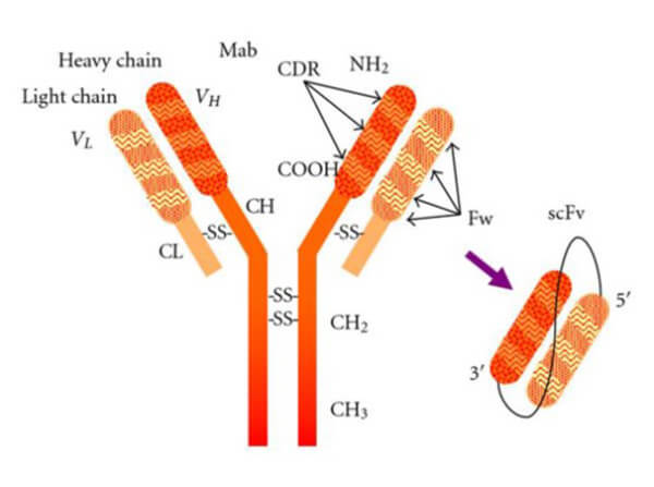 Comparison of IgG and scFv Comparison of IgG and scFv