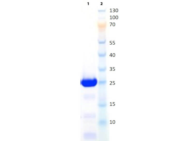 SDS-PAGE of scFv fragment Anti-CD45 Antibody SDS-PAGE of scFv fragment Anti-CD45 Antibody