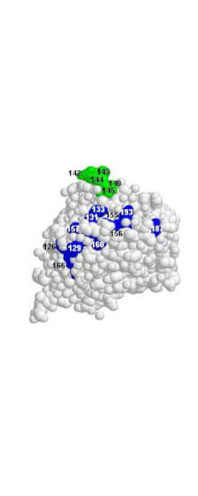 Rockland anti H5N1 antibody Rockland anti H5N1 antibody