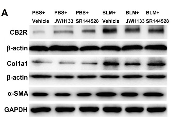 Western Blot using Goat Anti-FITC Western Blot using Goat Anti-FITC