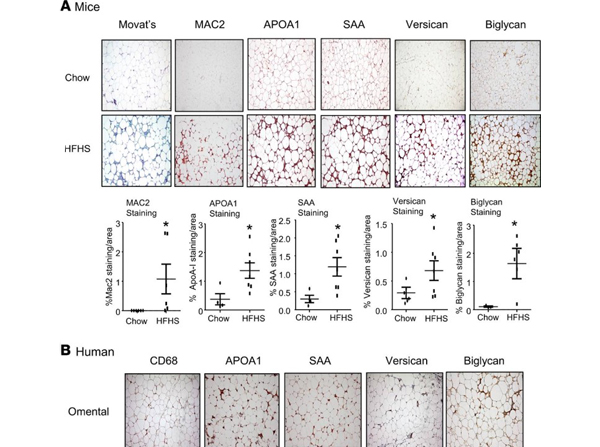 Immunohistochemistry of Anti-Apolipoprotein AI Immunohistochemistry of Anti-Apolipoprotein AI
