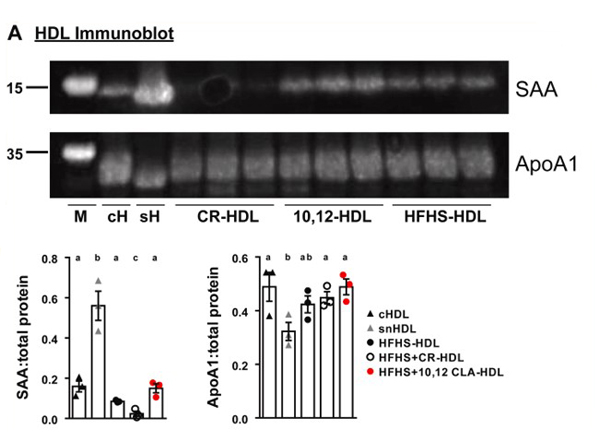 Western Blot of Anti-Apolipoprotein AI Western Blot of Anti-Apolipoprotein AI