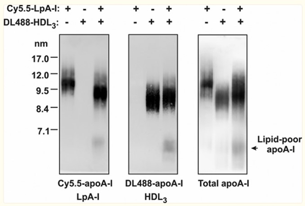Western Blot of Anti-Apolipoprotein AI Western Blot of Anti-Apolipoprotein AI