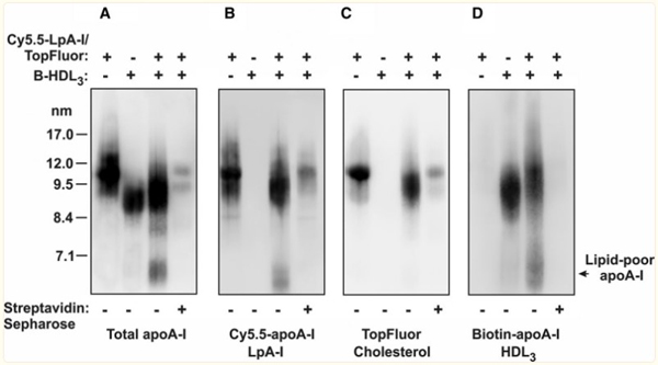 Western Blot of Anti-Apolipoprotein AI Western Blot of Anti-Apolipoprotein AI