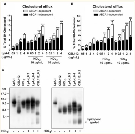 Western Blot of Anti-Apolipoprotein AI Western Blot of Anti-Apolipoprotein AI