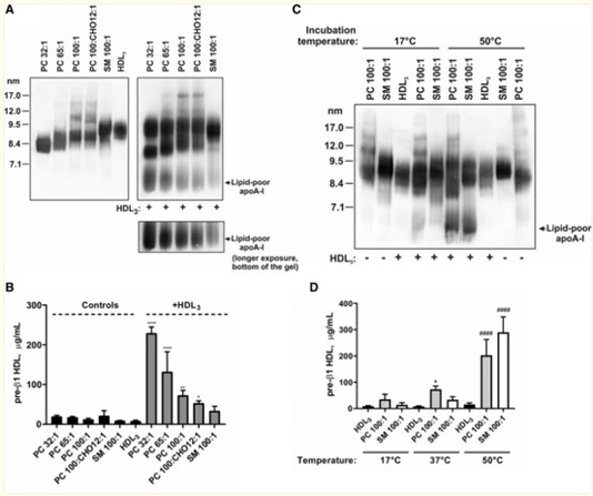 Western Blot of Anti-Apolipoprotein AI Western Blot of Anti-Apolipoprotein AI