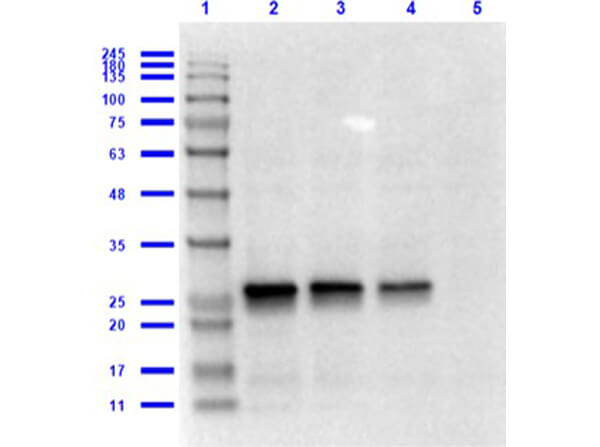 Western Blot of Goat Anti-GST Antibody Western Blot of Goat Anti-GST Antibody