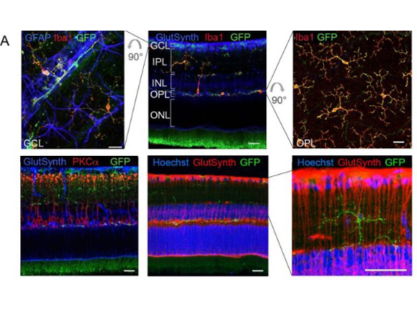 Immunofluorescence of Anti-GFP Antibody Immunofluorescence of Anti-GFP Antibody