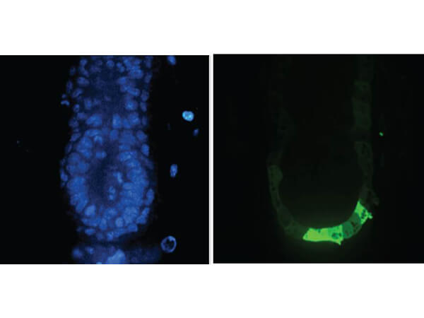 Immunofluorescence - Anti-GFP Antibody Immunofluorescence - Anti-GFP Antibody