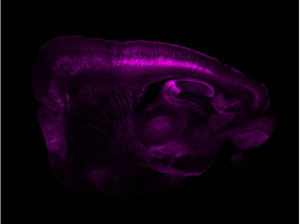 GFP Antibody