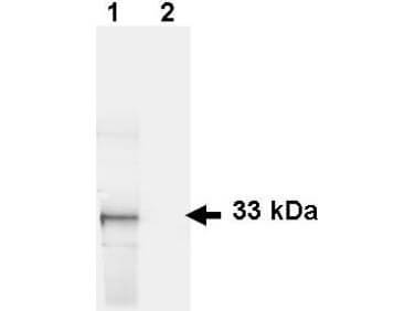 Western Blot - Anti-GFP Antibody Western Blot - Anti-GFP Antibody