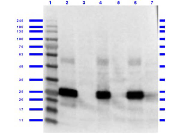 Western Blot of Goat anti-GFP antibody with lysates Western Blot of Goat anti-GFP antibody with lysates
