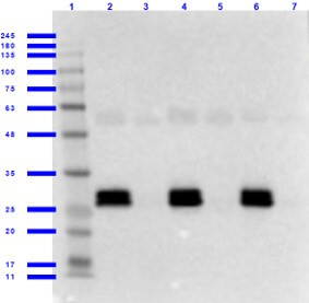 Western Blot of Goat anti-GFP Antibody with Serums Western Blot of Goat anti-GFP Antibody with Serums