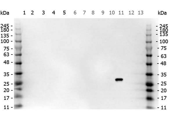 Multi-lysate Western Blot of Goat anti-GFP antibody Multi-lysate Western Blot of Goat anti-GFP antibody