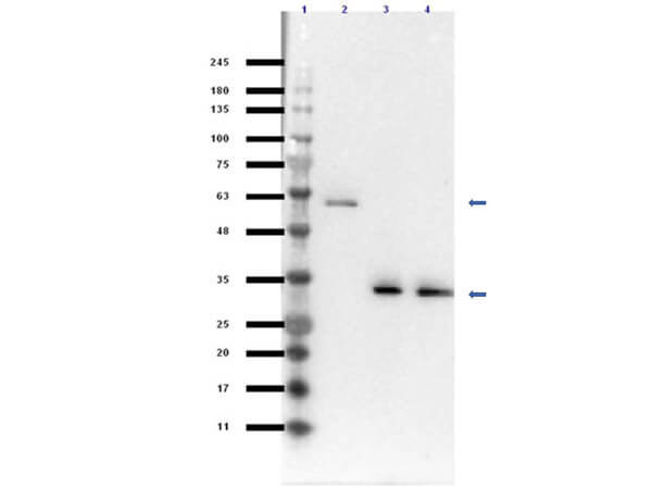 Western Blot of Goat Anti-VDAC/Porin Antibody Western Blot of Goat Anti-VDAC/Porin Antibody